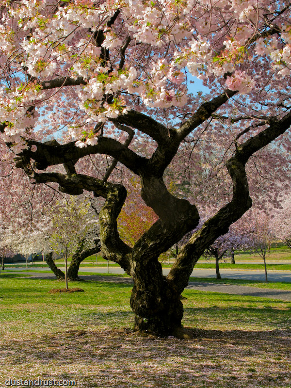 http://www.dustandrust.com/images/branch_brook/branch_brook_park_cherry_blossoms-15.jpg