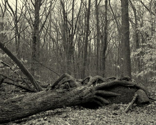 Fallen Tree In Forest