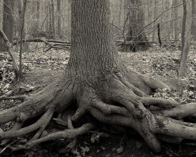 Eagle Rock Reservation - Exposed Roots