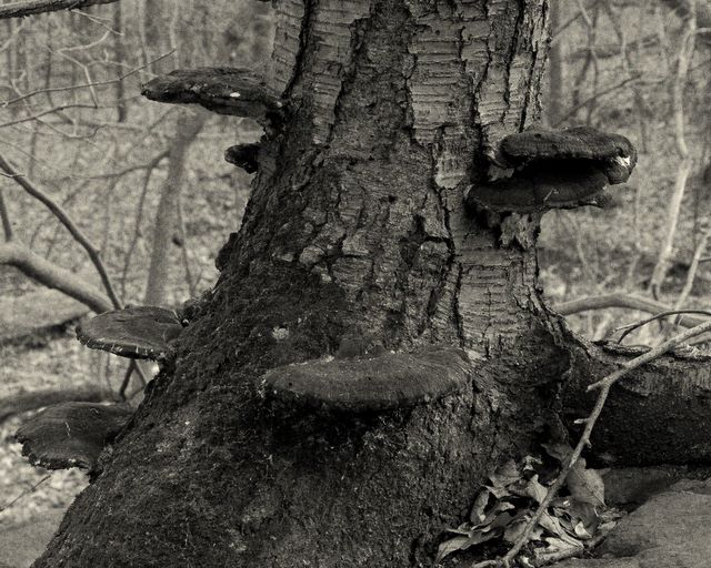 Eagle Rock Reservation - Trunk and Mushrooms