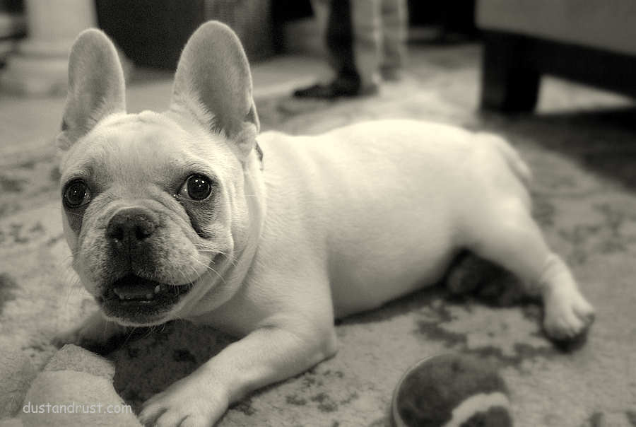 cute french bulldog