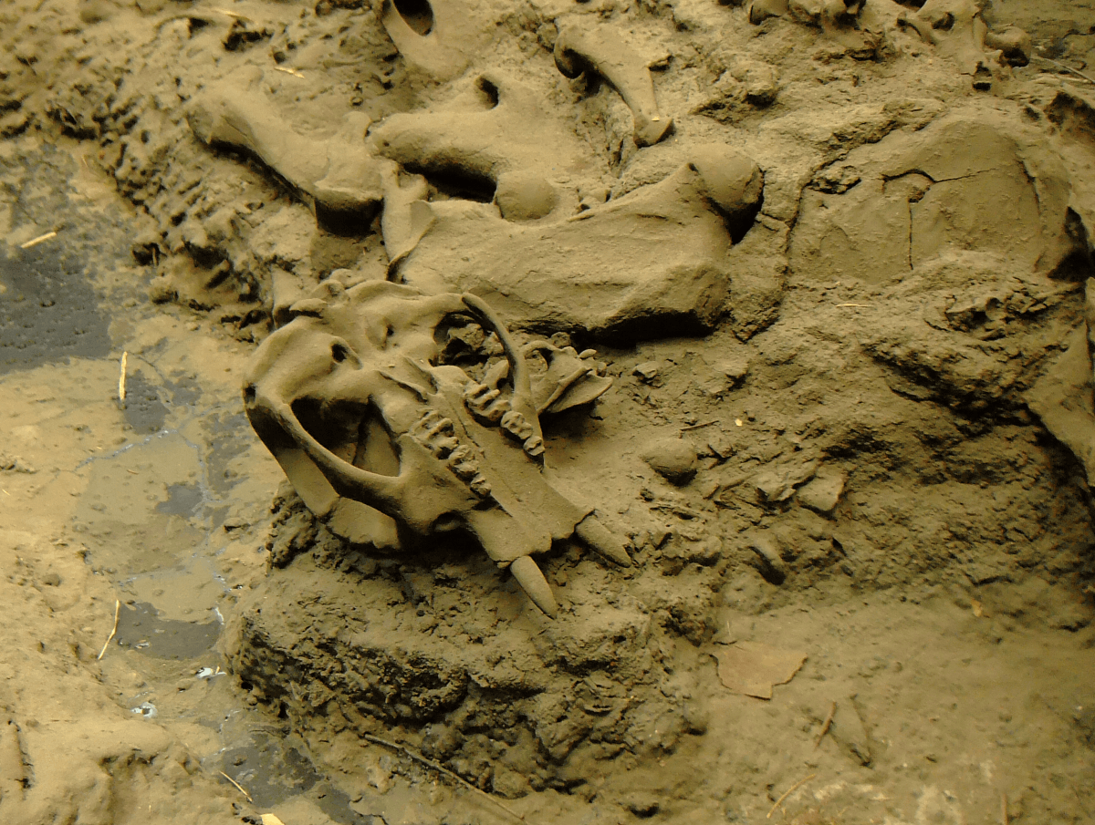 Skull at La Brea Tar Pit