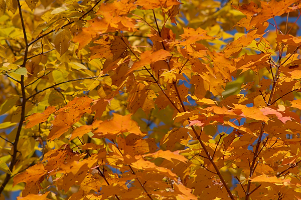 Fall Leaves - Sommers, NY