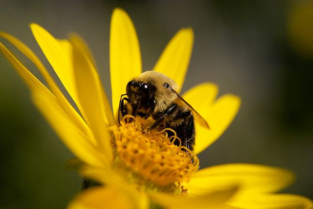 Bee on a flower