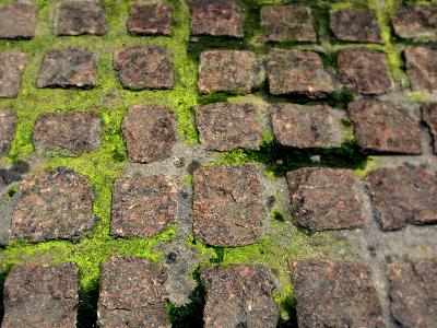 Paley Park Bricks and Moss