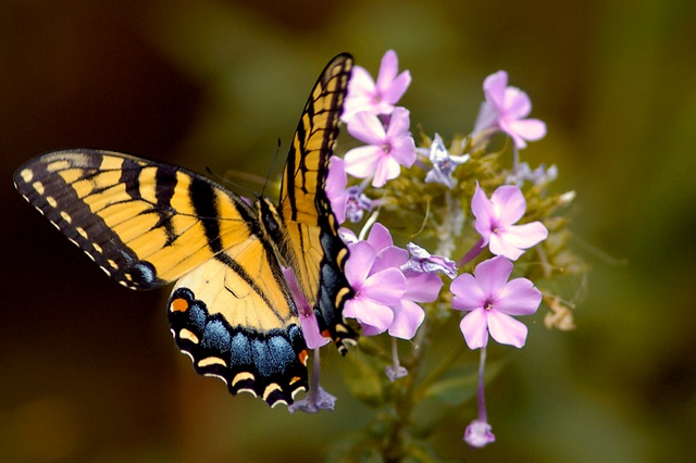 Butterfly on flowers