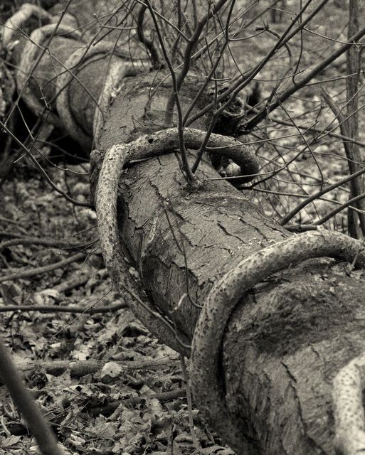 Eagle Rock Reservation - Spiral Vine