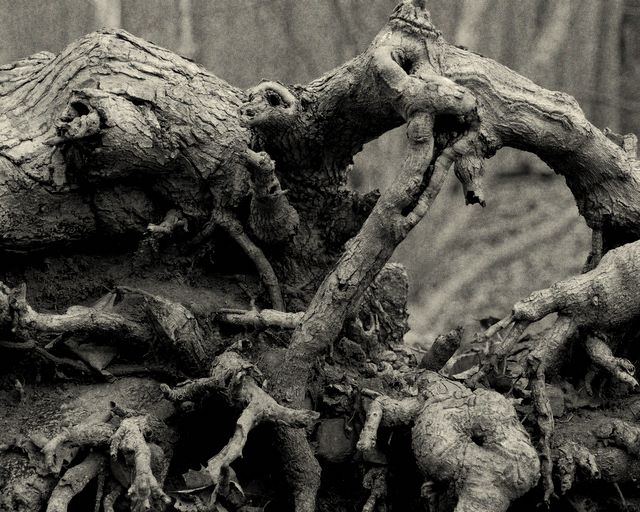 Eagle Rock Reservation - Root Formation