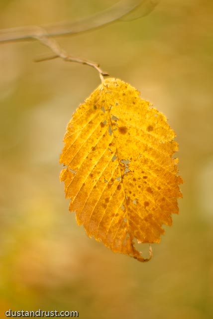 Fall Color 2008  - 4 of 5