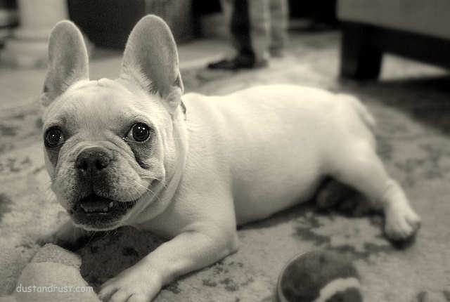 French Bulldog in Repose