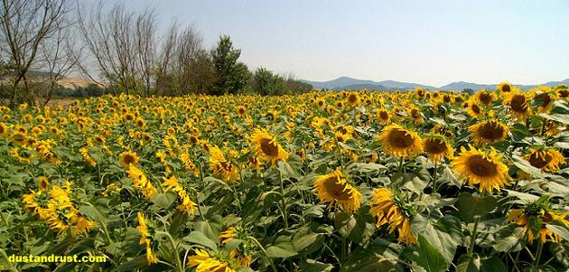 Italian Sunflower Field