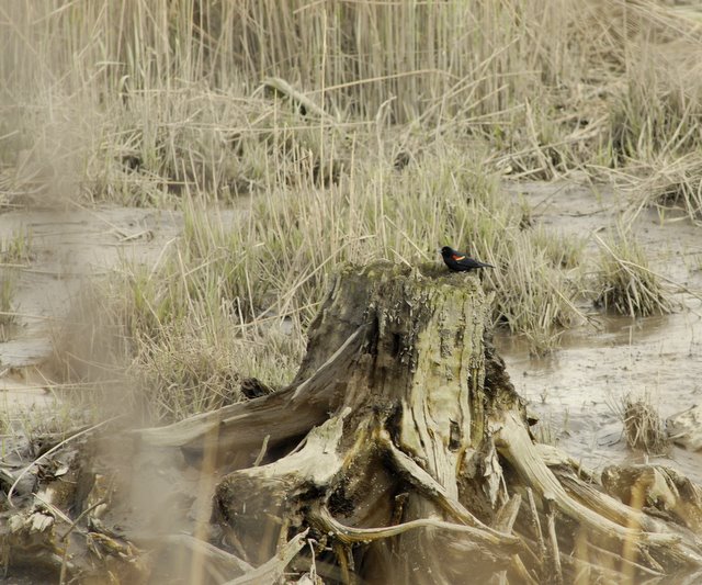 Mill Creek Marsh Cedar Stump