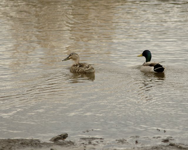 Mill Creek Marsh Mallard