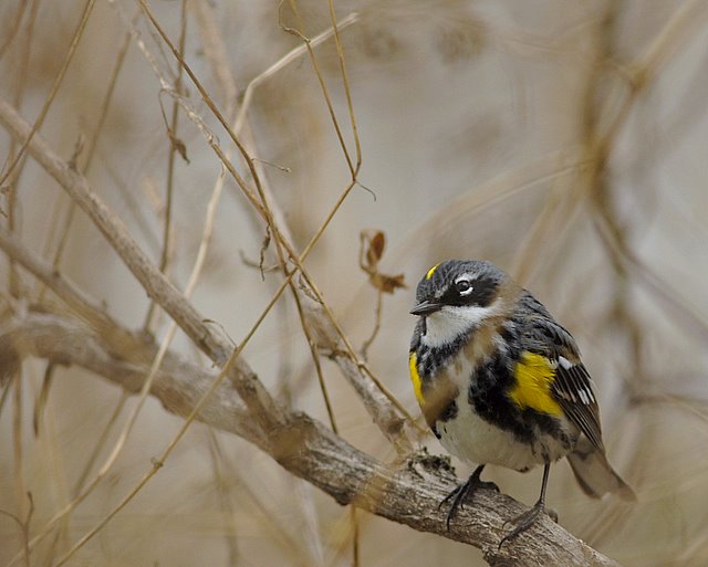 Mill Creek Marsh Myrtle Warbler