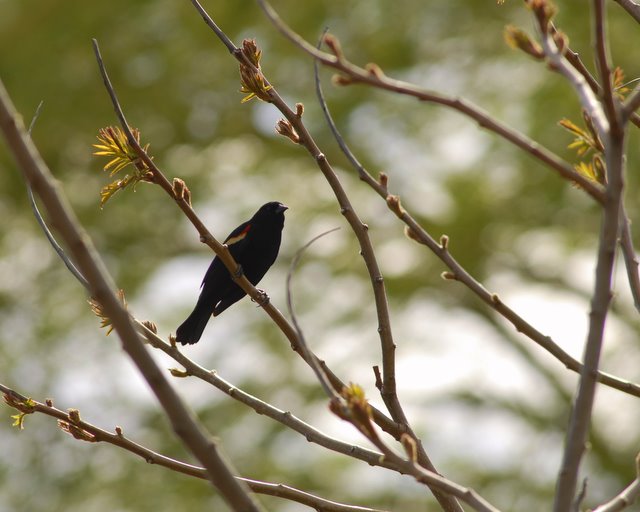 Mill Creek Marsh Red Winged Blackbird