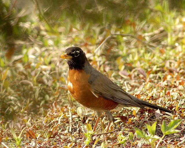 Mill Creek Marsh Robin