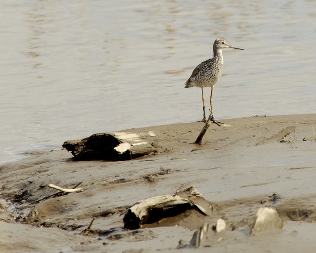 Mill Creek Lesser Yellowlegs