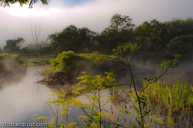 Misty Morning Marsh