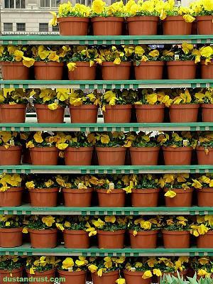 Wall of Flowers