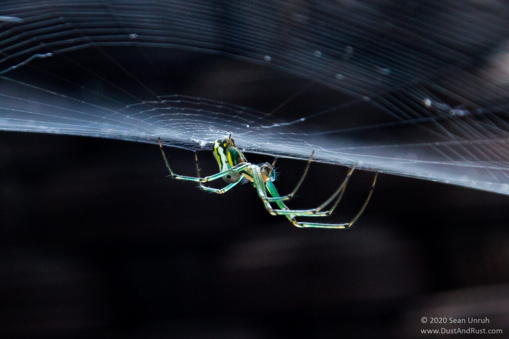 Orchard Orb Weaver Spider