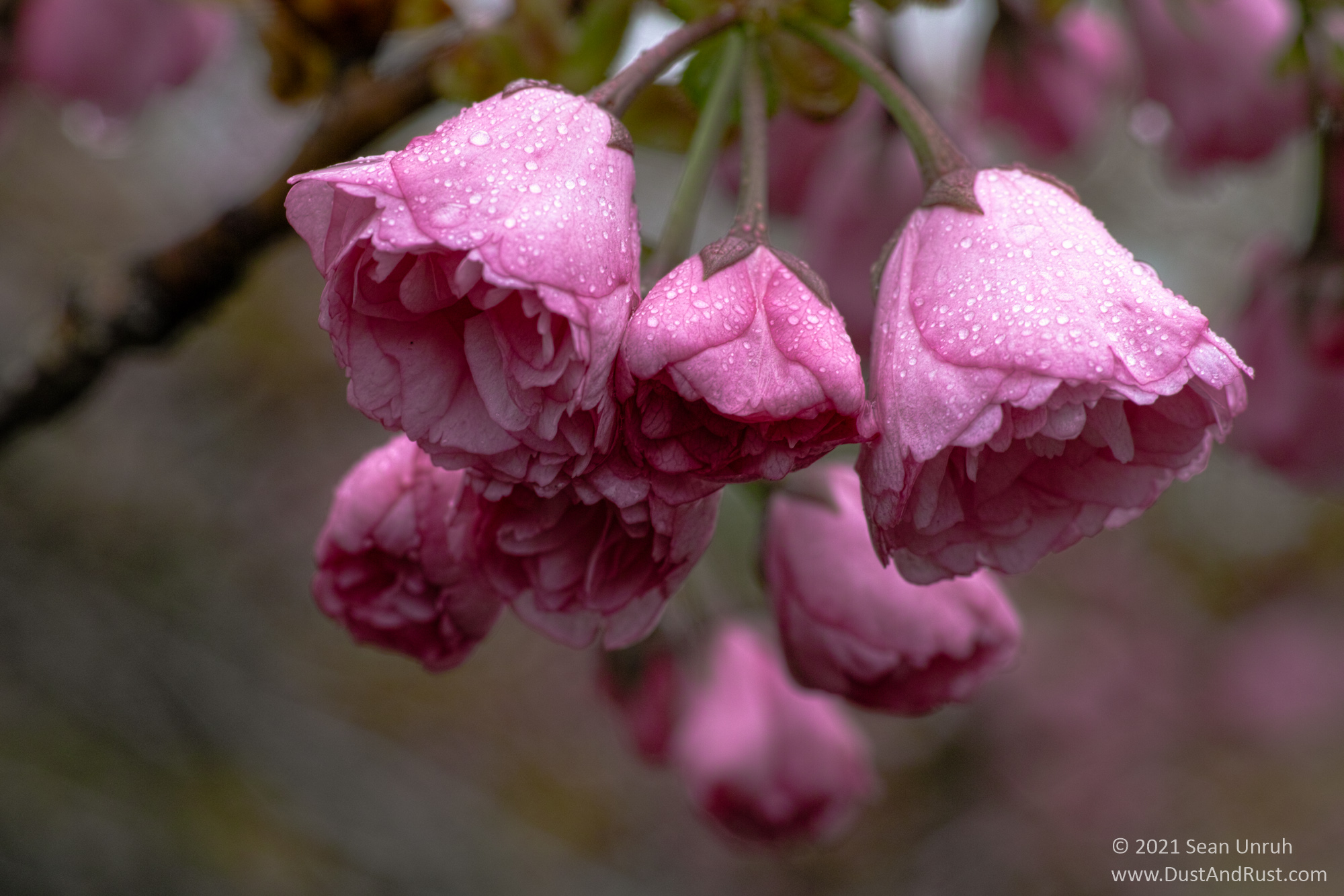 Flowers after rain