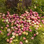 Apples on Ground