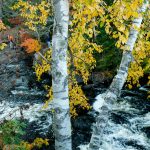 Fall Birch