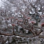 Frozen Buds