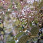 Frozen Buds