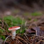 Mushroom Low Angle