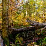 Fall Panorama