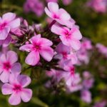 Pink Flowers