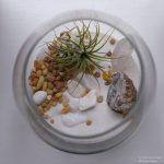 Air Plant