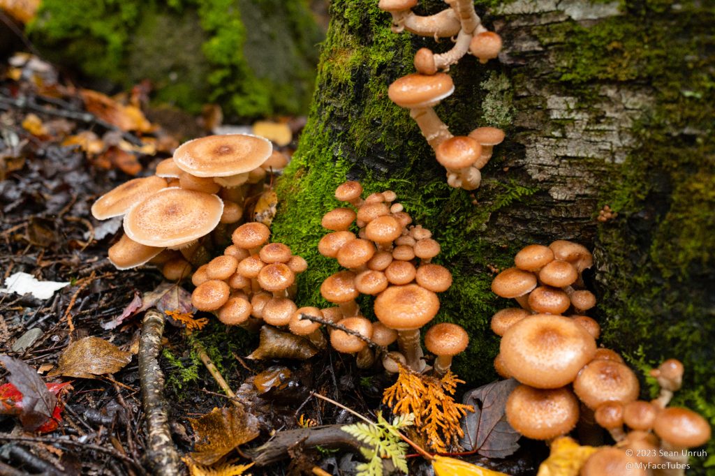 Lots of Mushrooms
